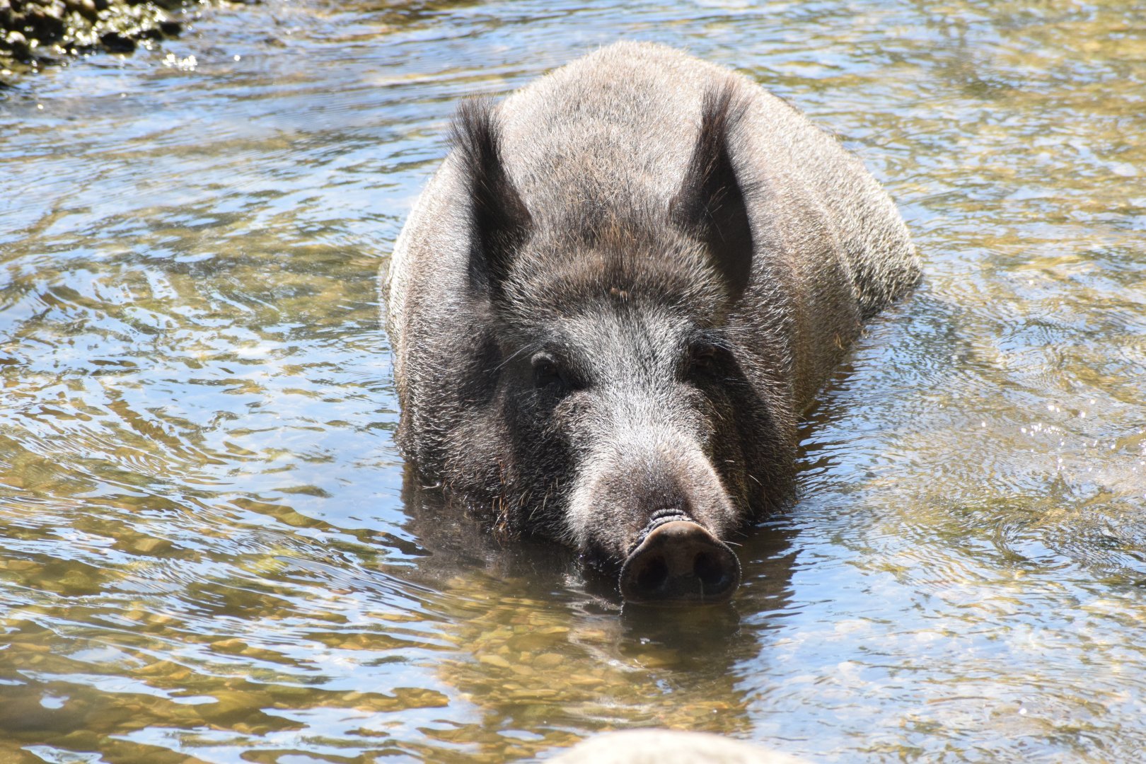 European wild boar