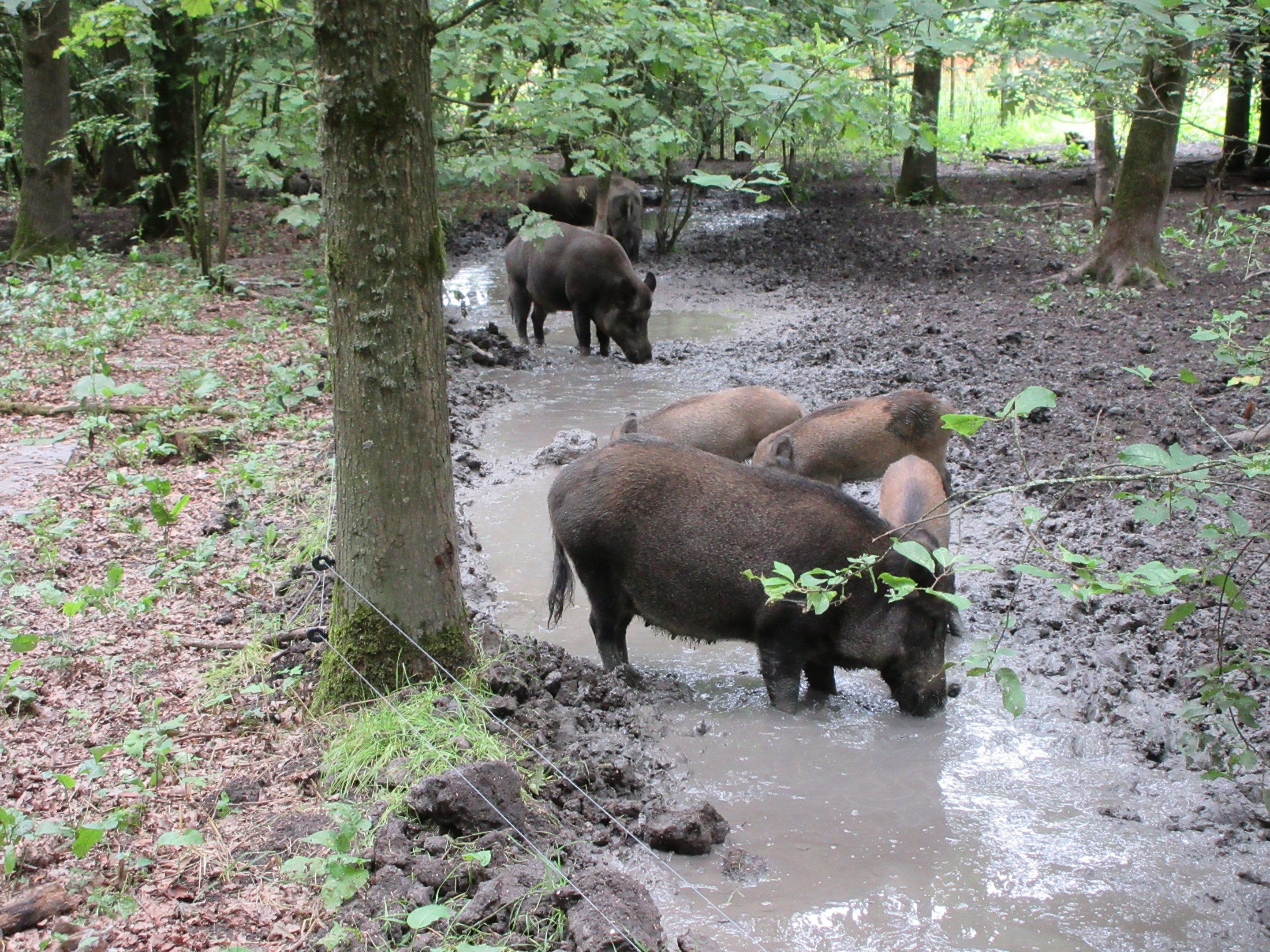 European Wild Boars