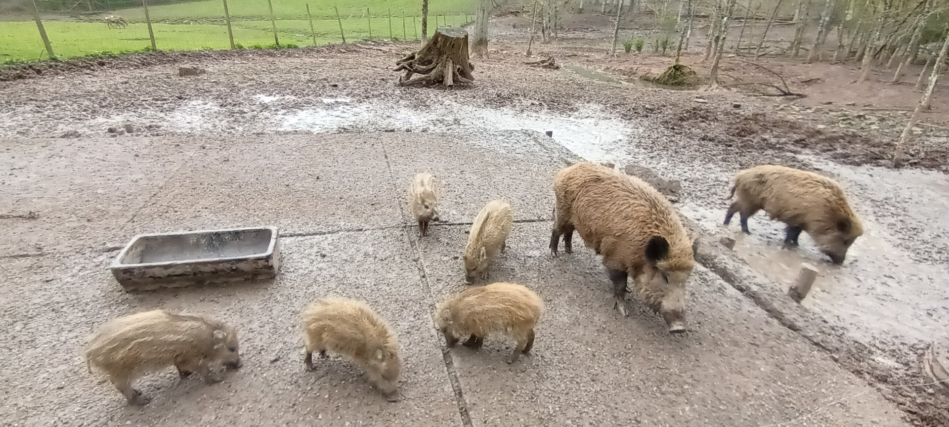 European wild Boars