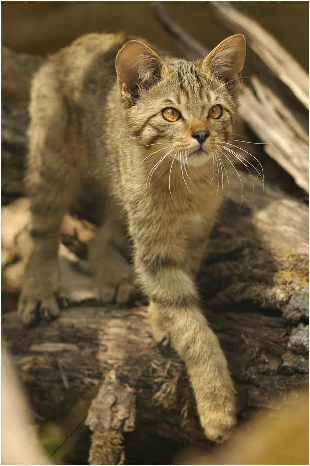 European wild cat at Dählhölzli zoo