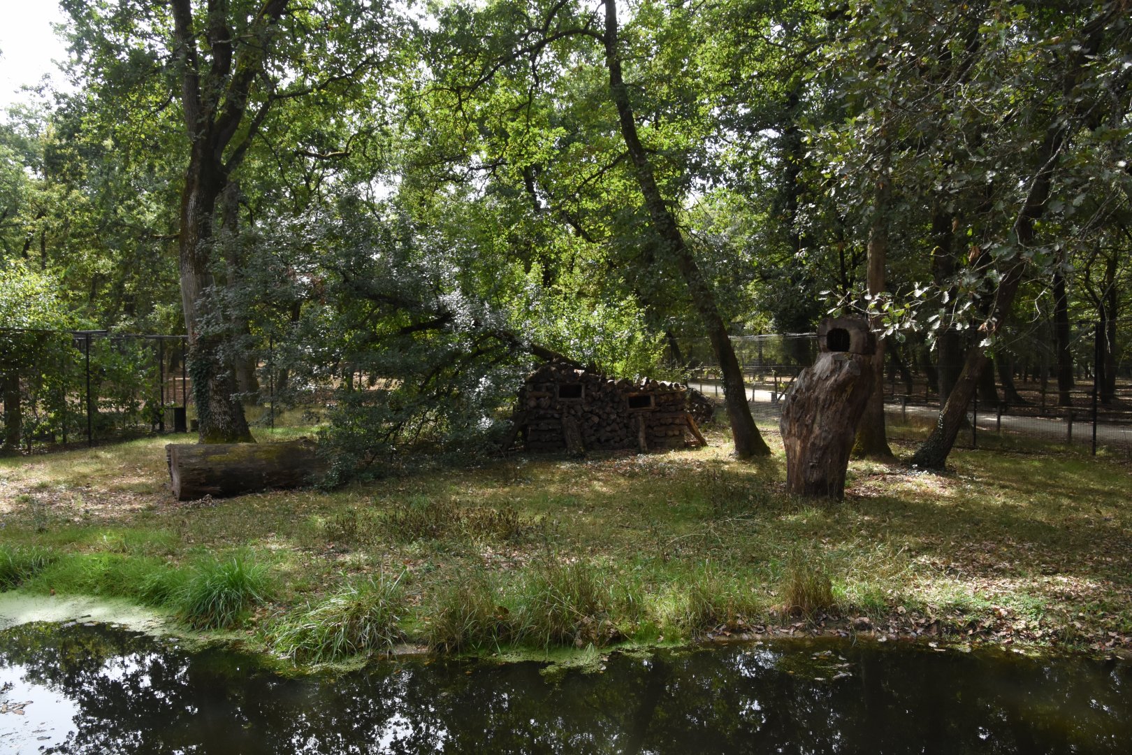 European Wild Cat enclosure (trees are climbable)