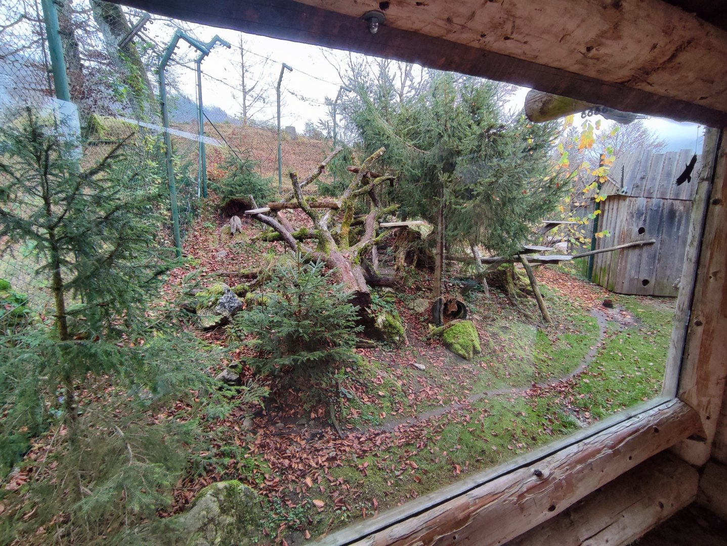 European wild cat enclosure - Wildpark Grünau/Cumberland