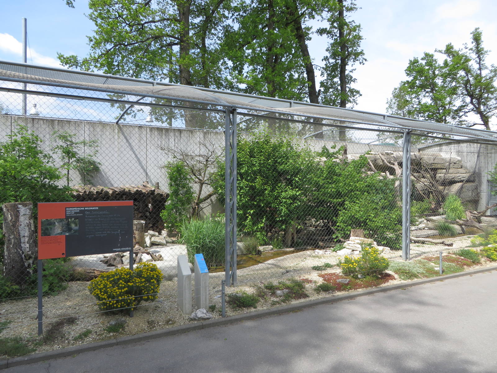 European wild cat enclosure