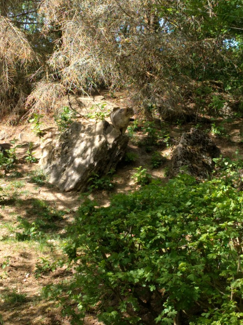 European wild Cat Enclosure