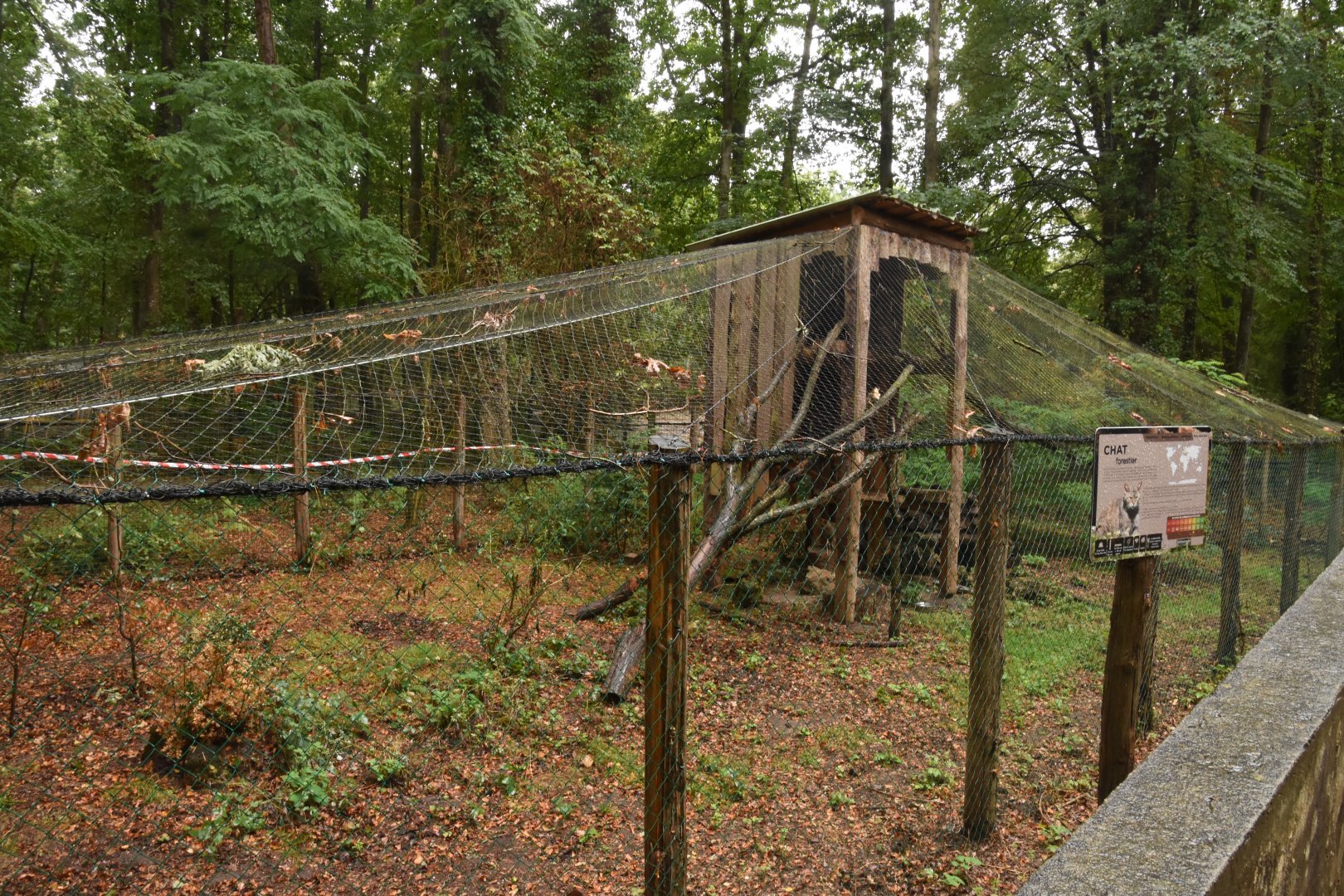 European Wild Cat enclosure