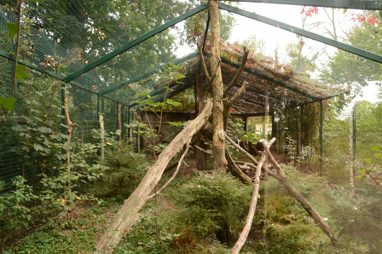 European Wild Cat enclosure