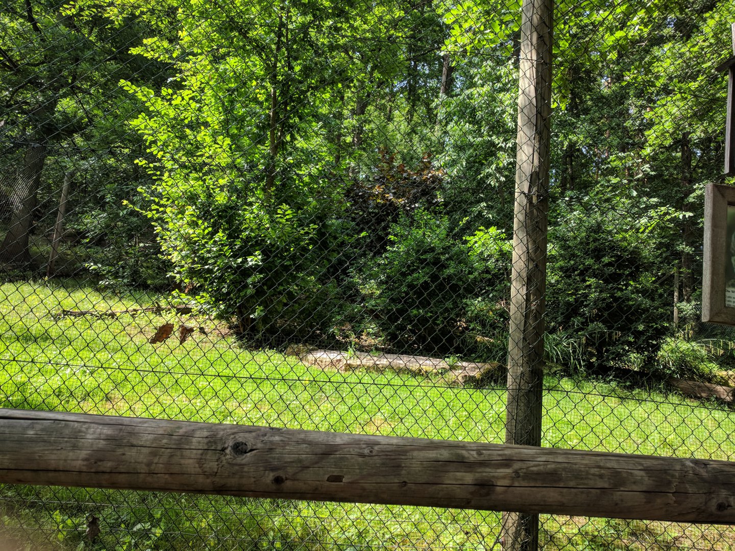 European Wild Cat Enclosure