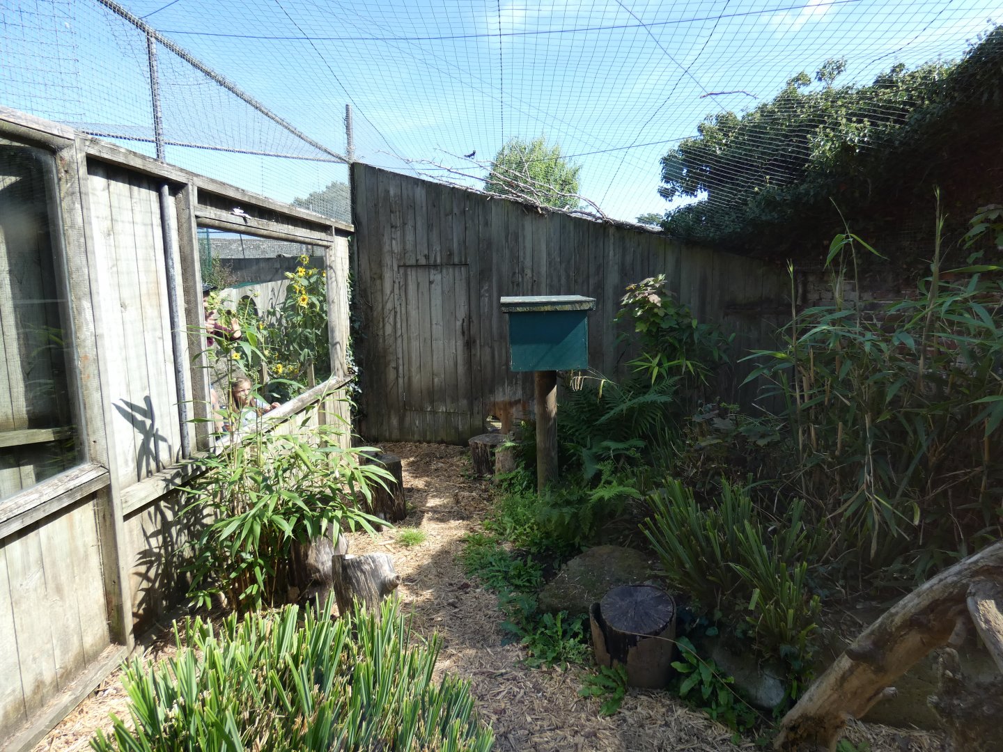 European wild cat enclosure