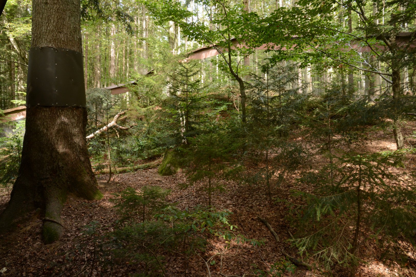 European wild cat enclosure