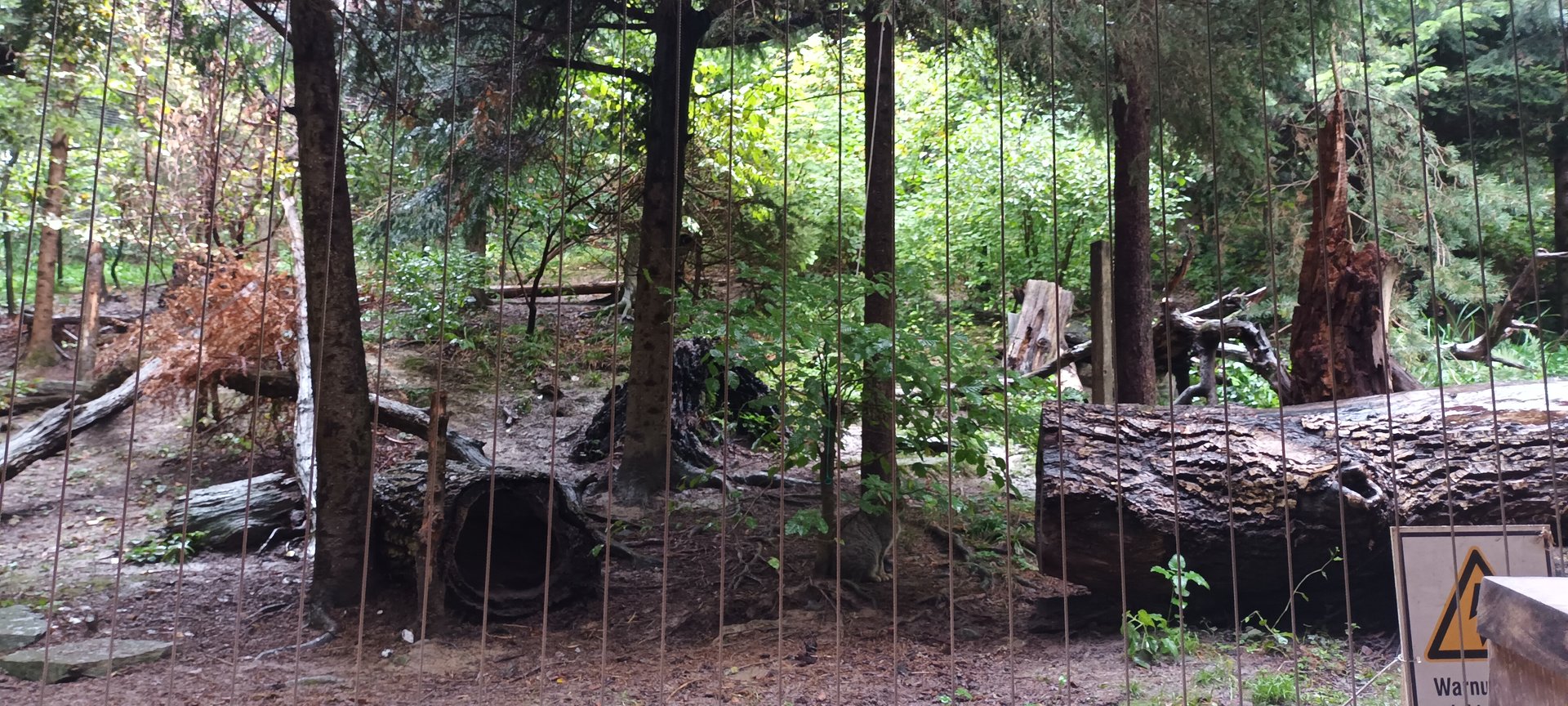 European Wild Cat Enclosure