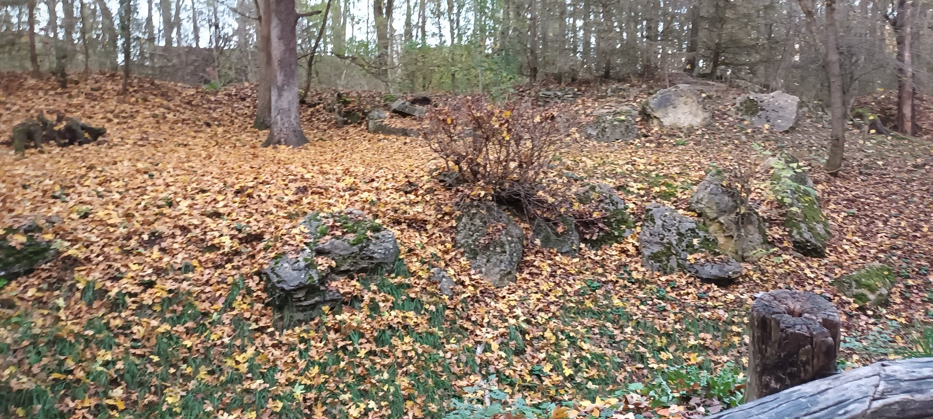 European Wild Cat Enclosure