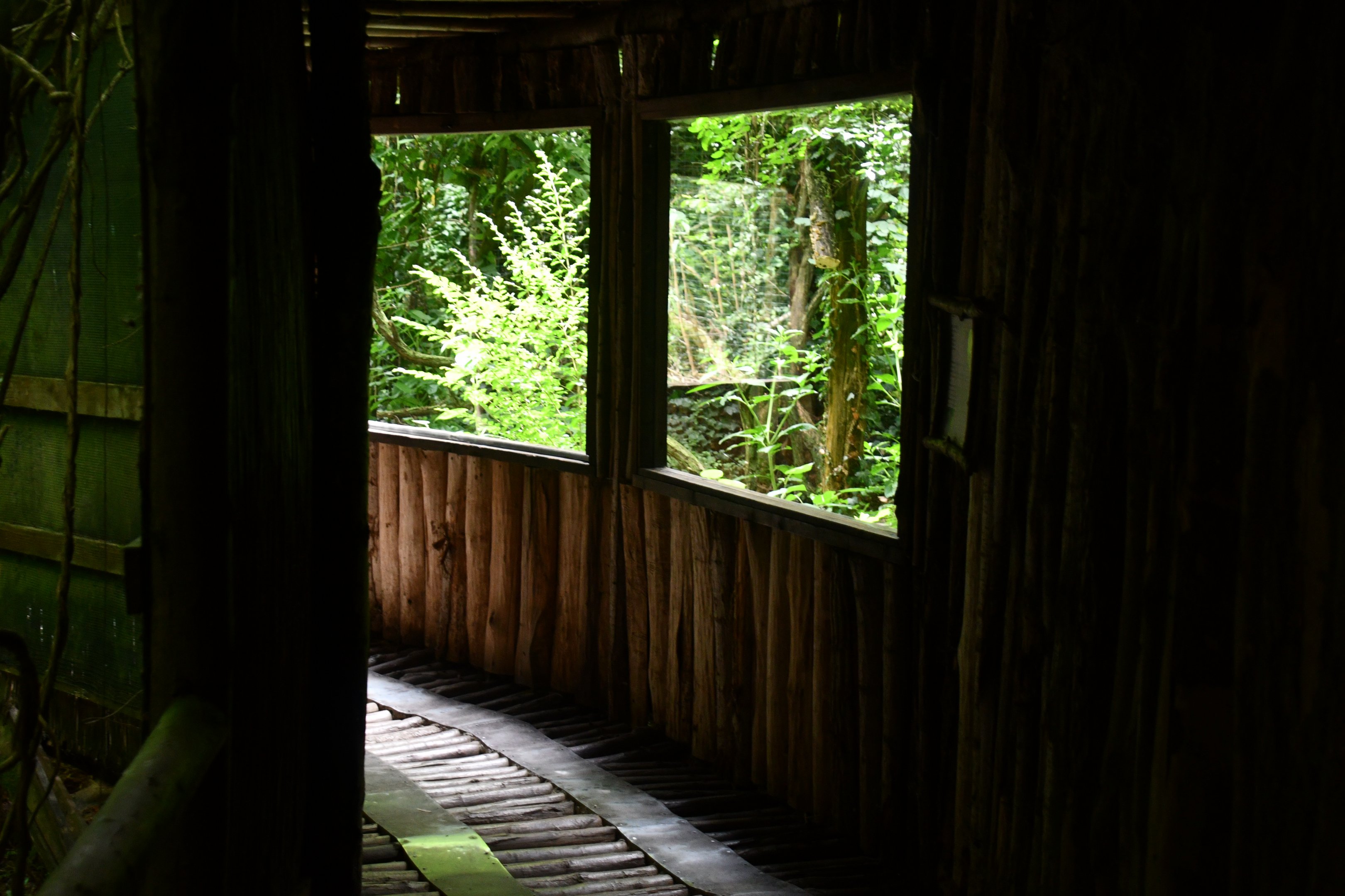 European Wild Cat exhibit viewing window