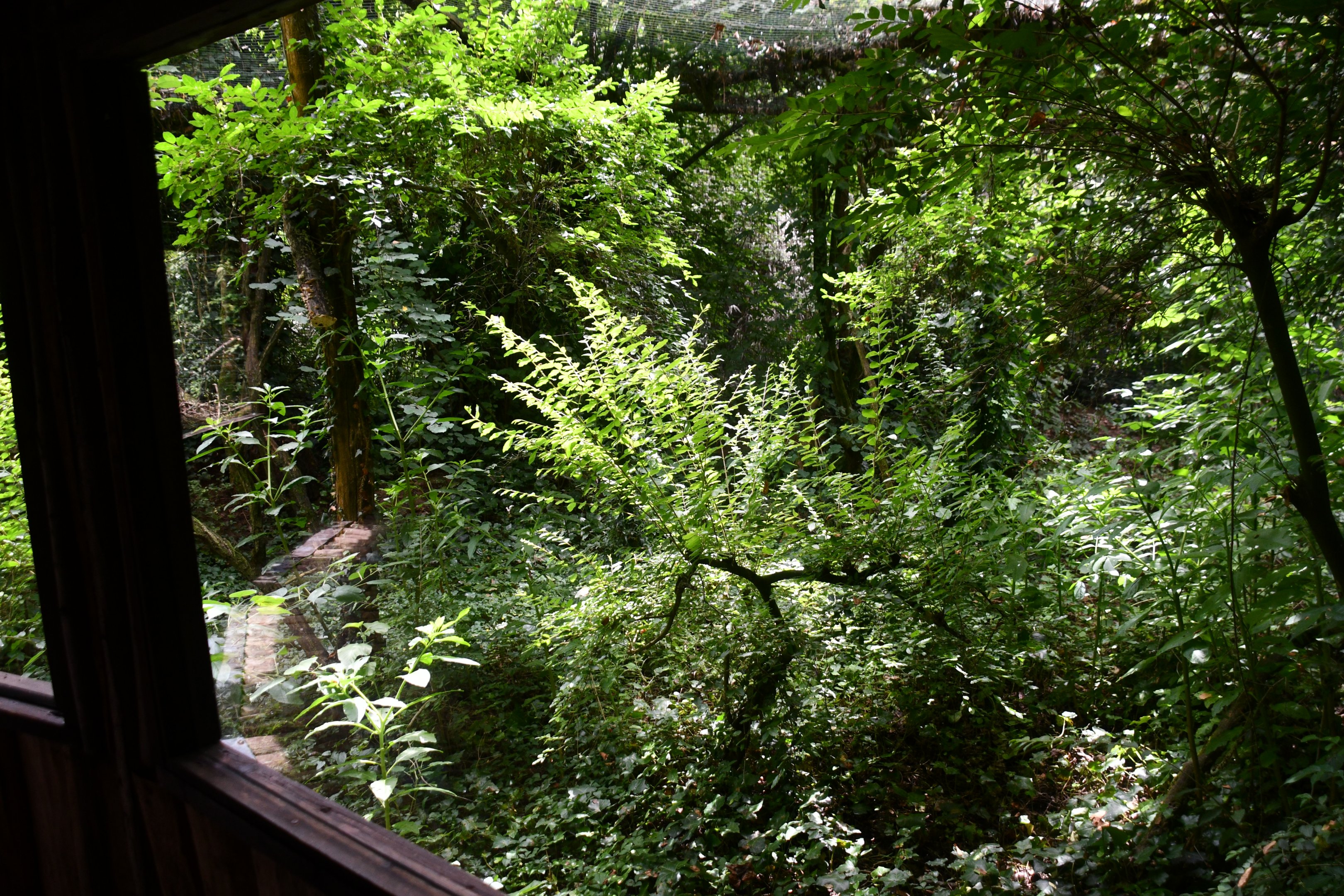 European Wild Cat exhibit