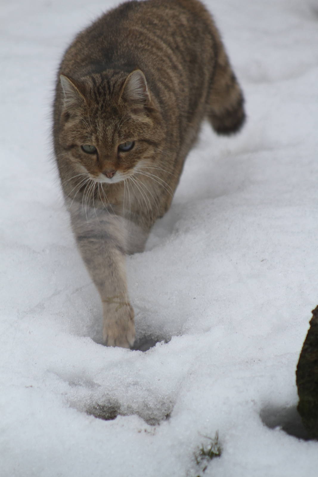 European Wild Cat (Felis silvestris silvestris)