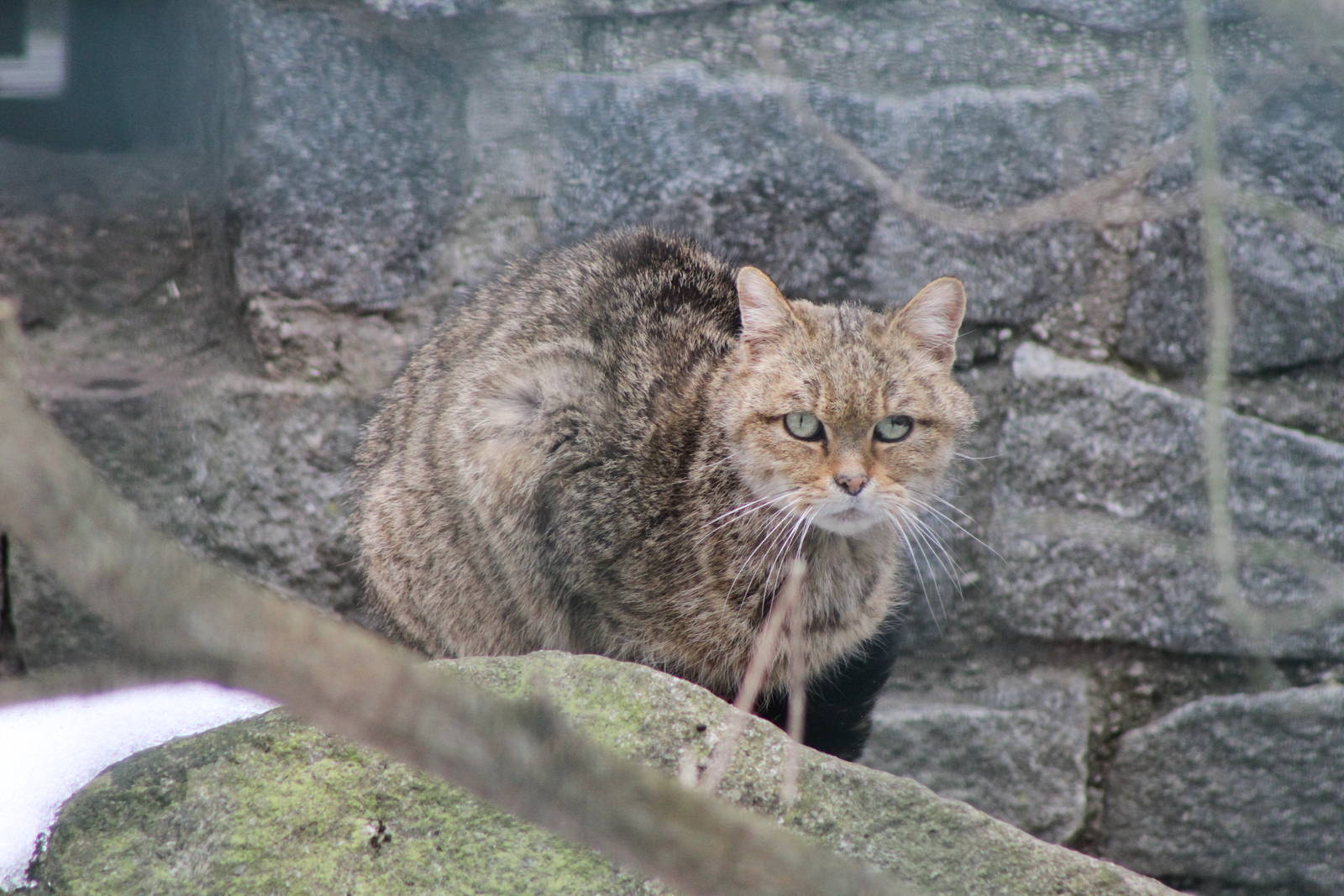 European Wild Cat (Felis silvestris silvestris)