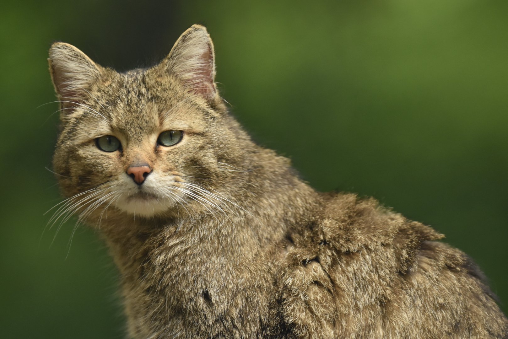 European wild cat (Felis silvestris silvestris)