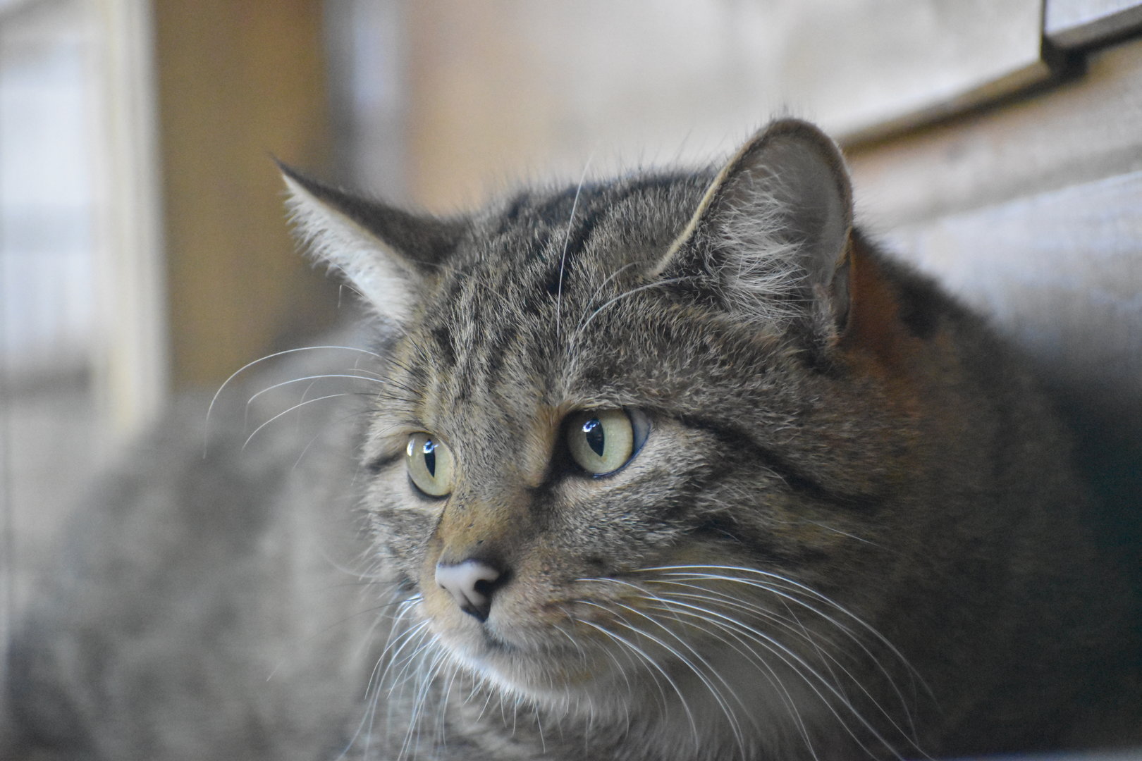 European Wild Cat - Felis silvestris silvestris