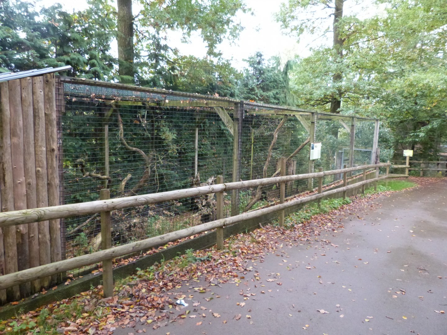 European wild cat - Parc animalier de Bouillon