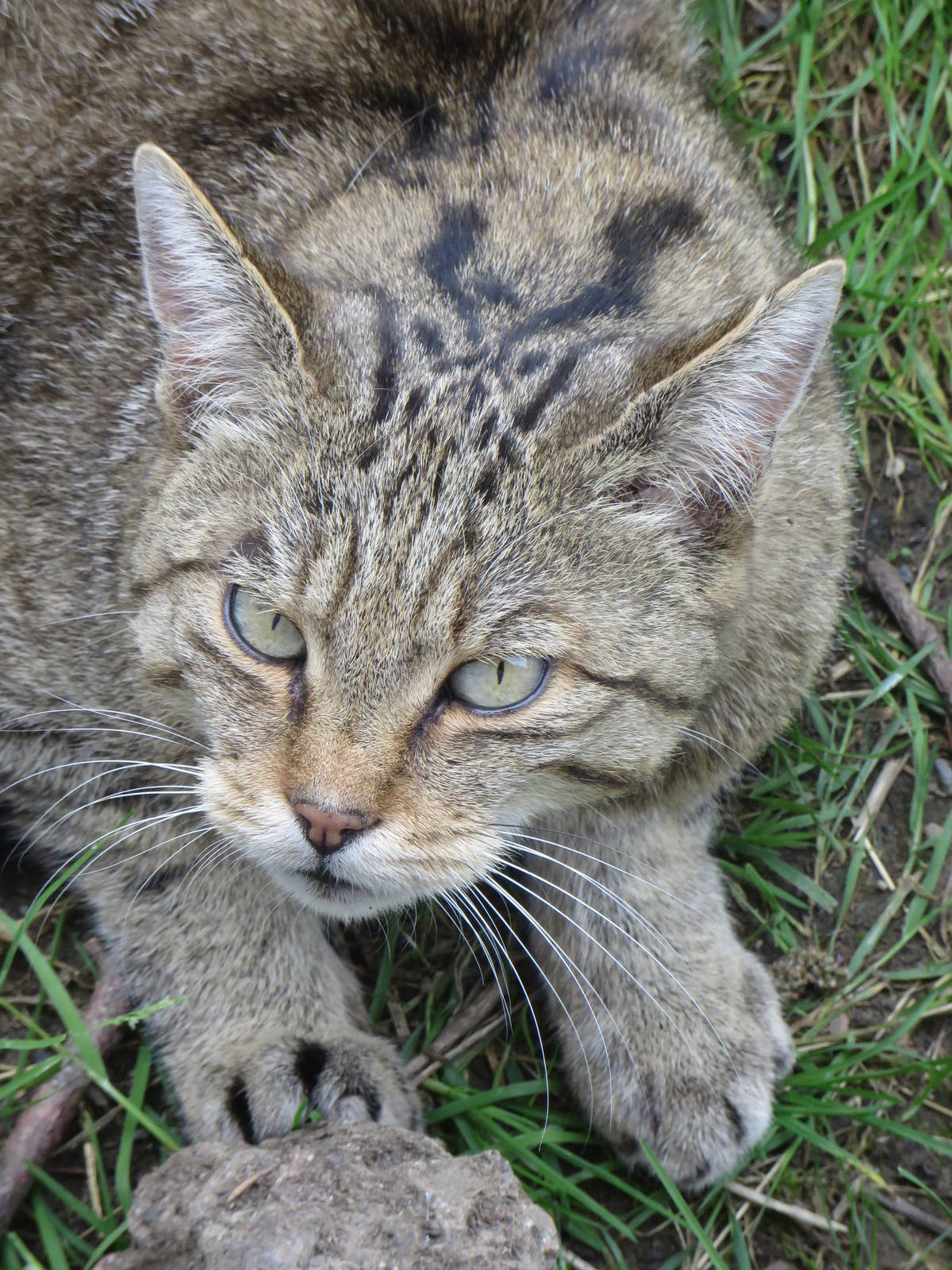 European wild cat