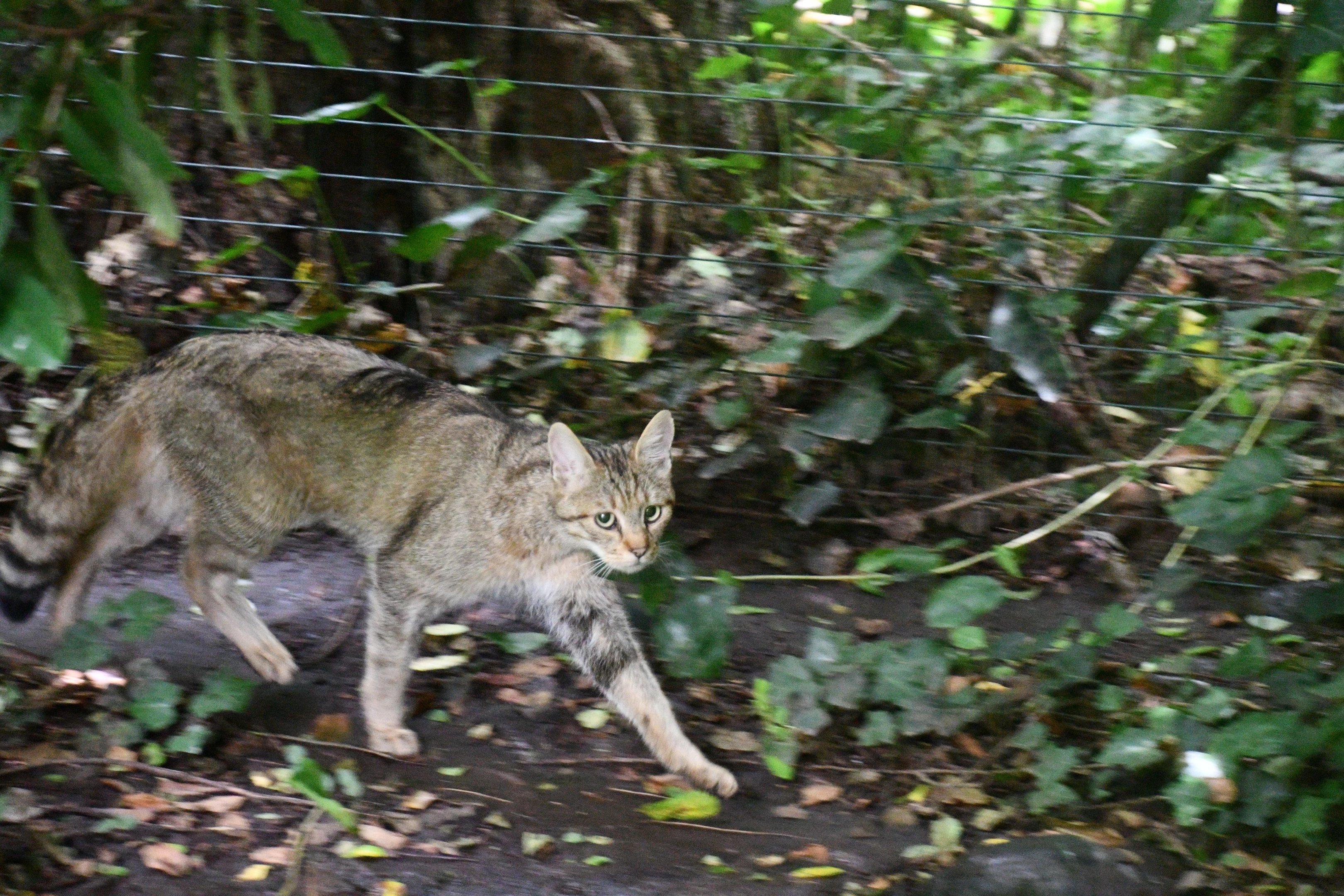 European Wild Cat