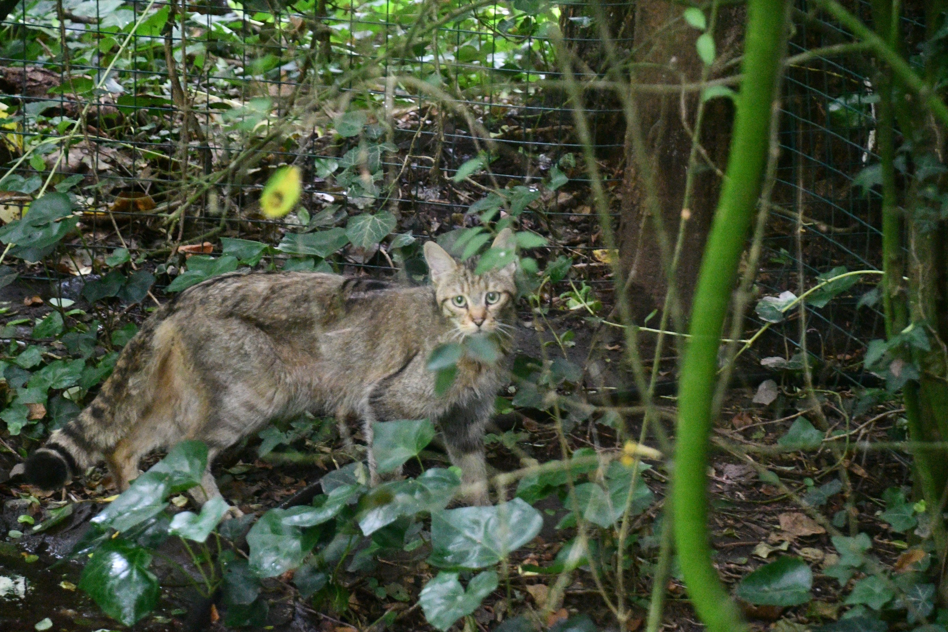 European Wild Cat