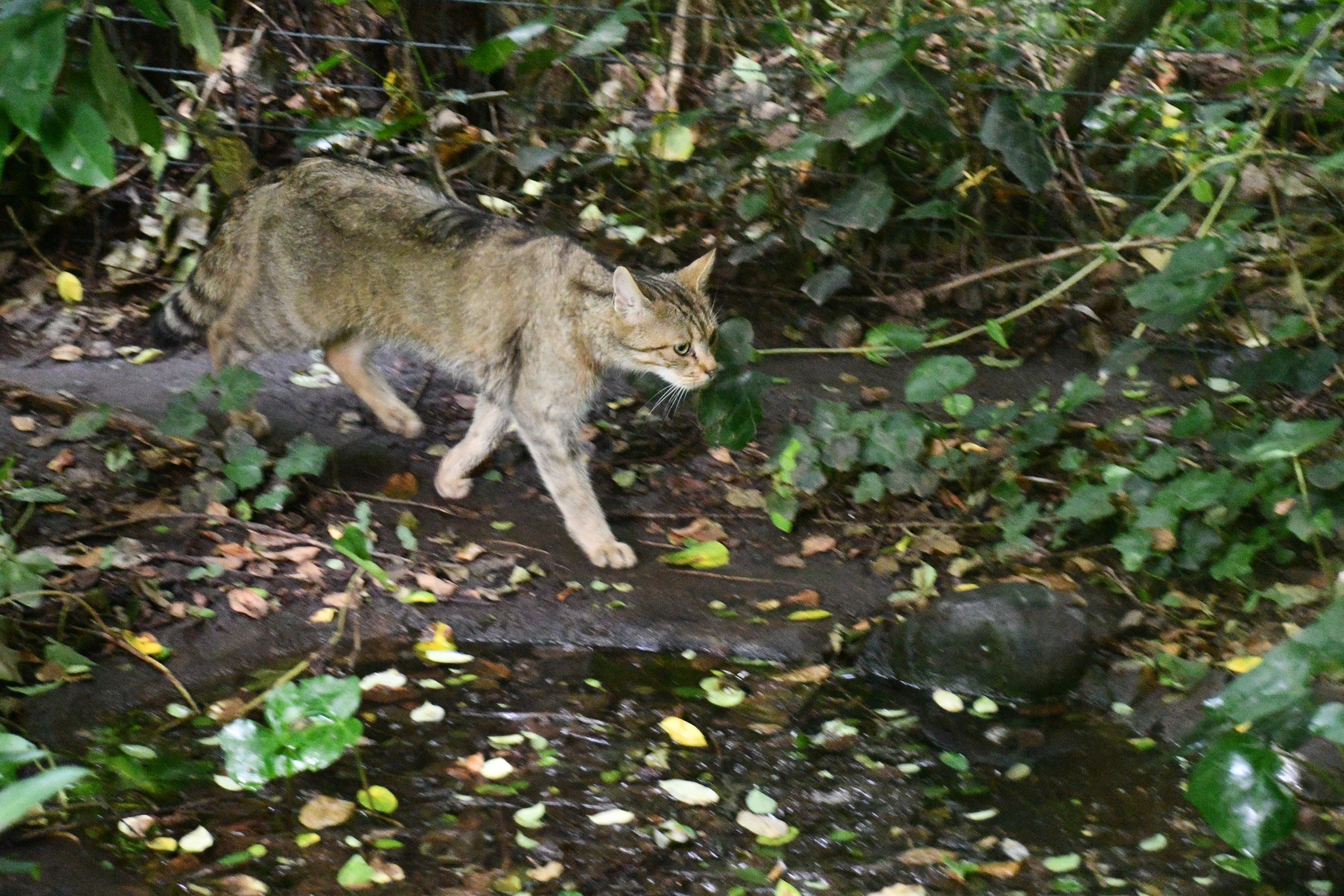 European Wild Cat