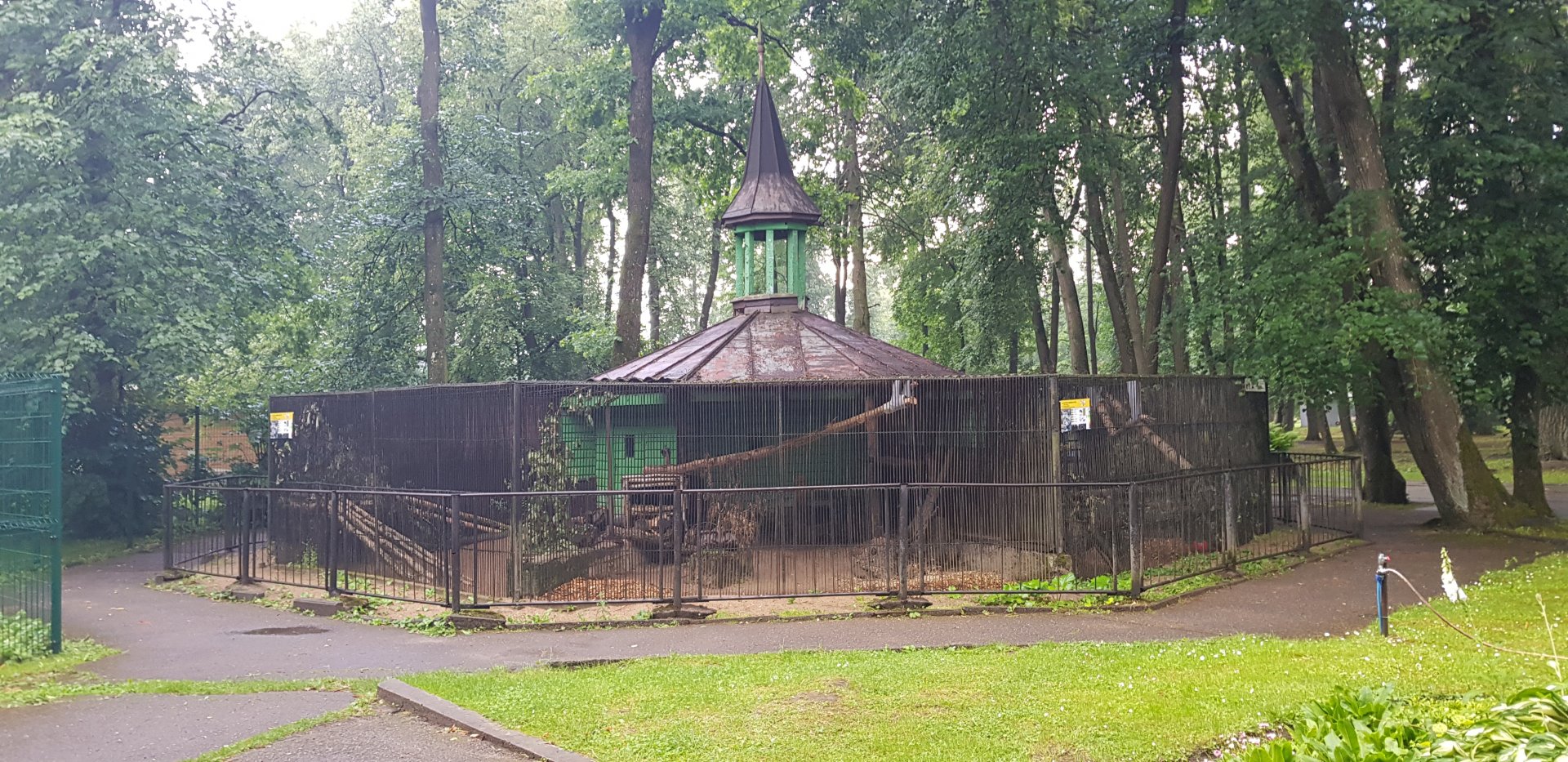 European Wild cats and badgers