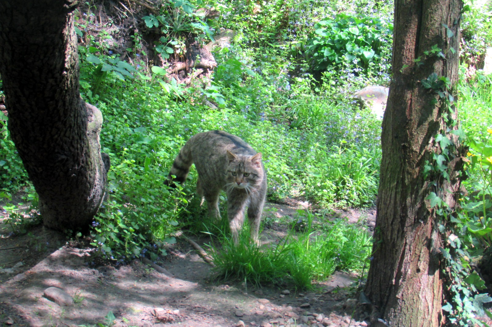European Wildcat - 05/2015