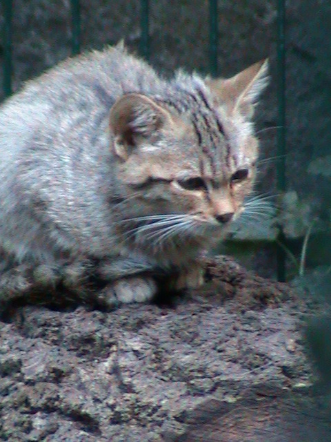 european wildcat 050910