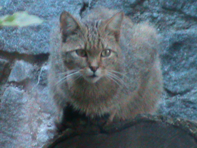 european wildcat 050910