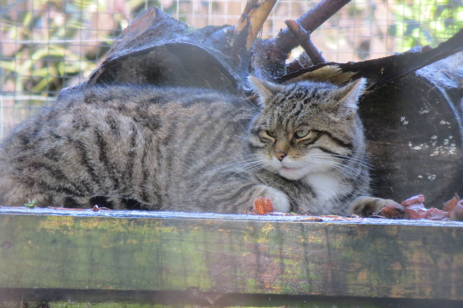 European Wildcat 10/14