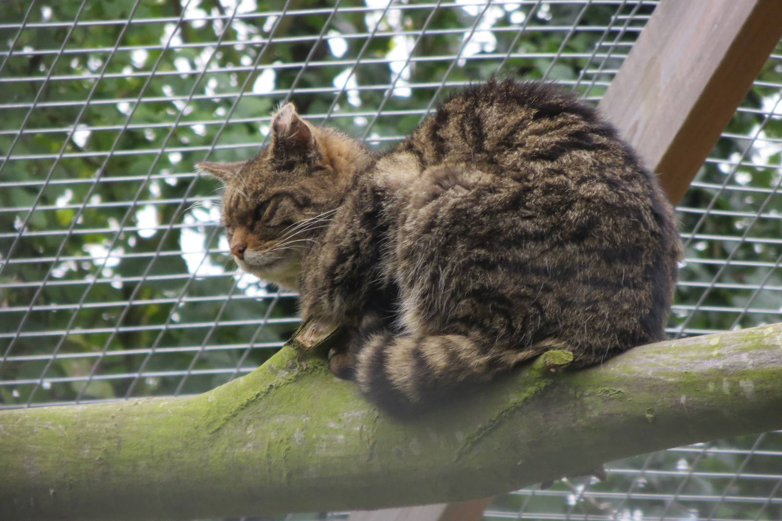 European Wildcat 10/14