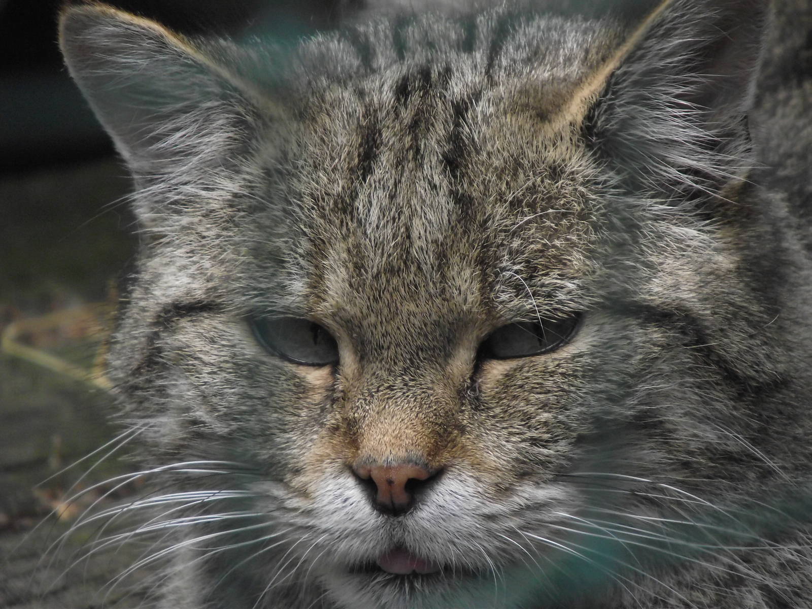 european wildcat 160911