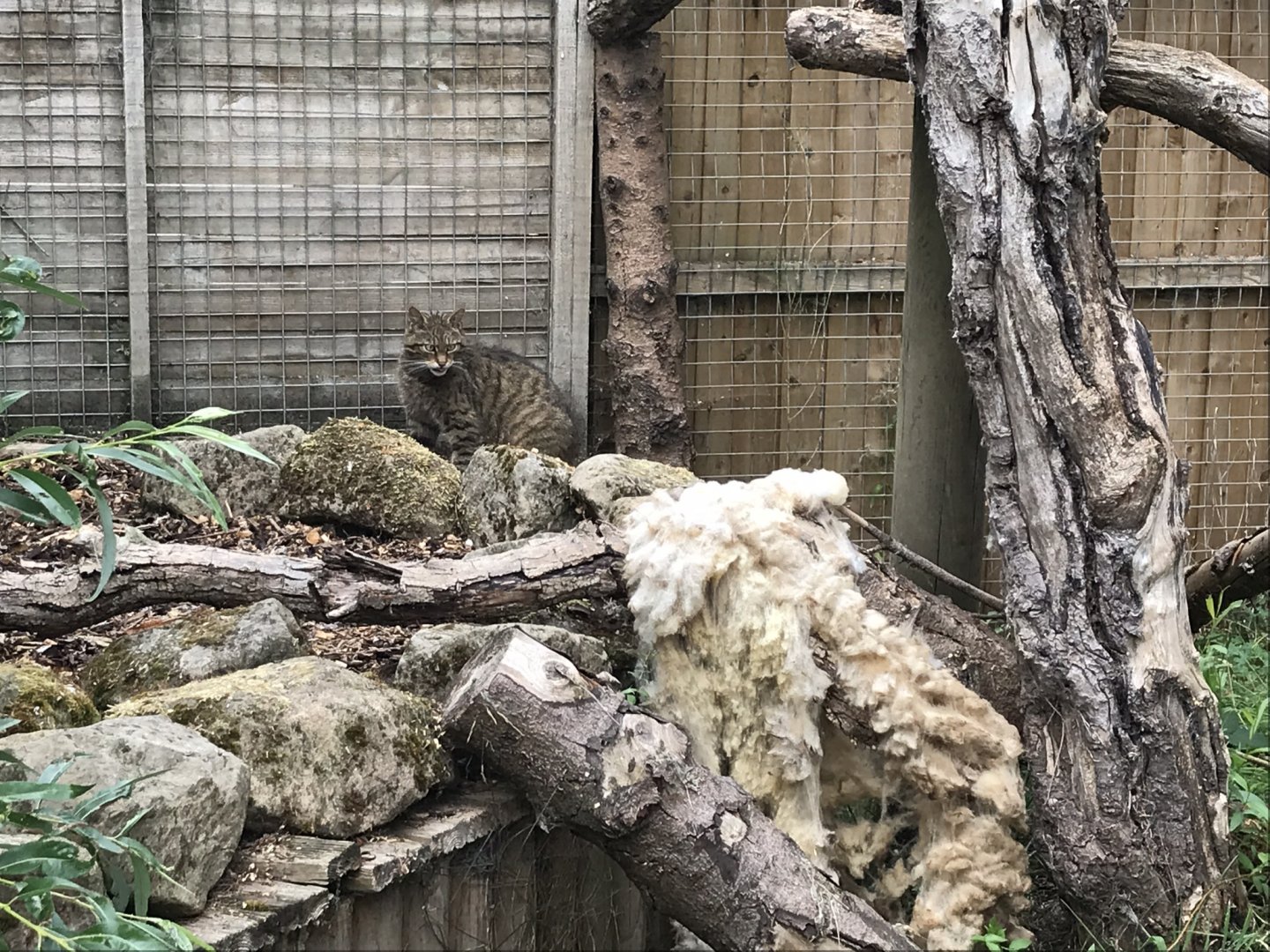 European wildcat 210718