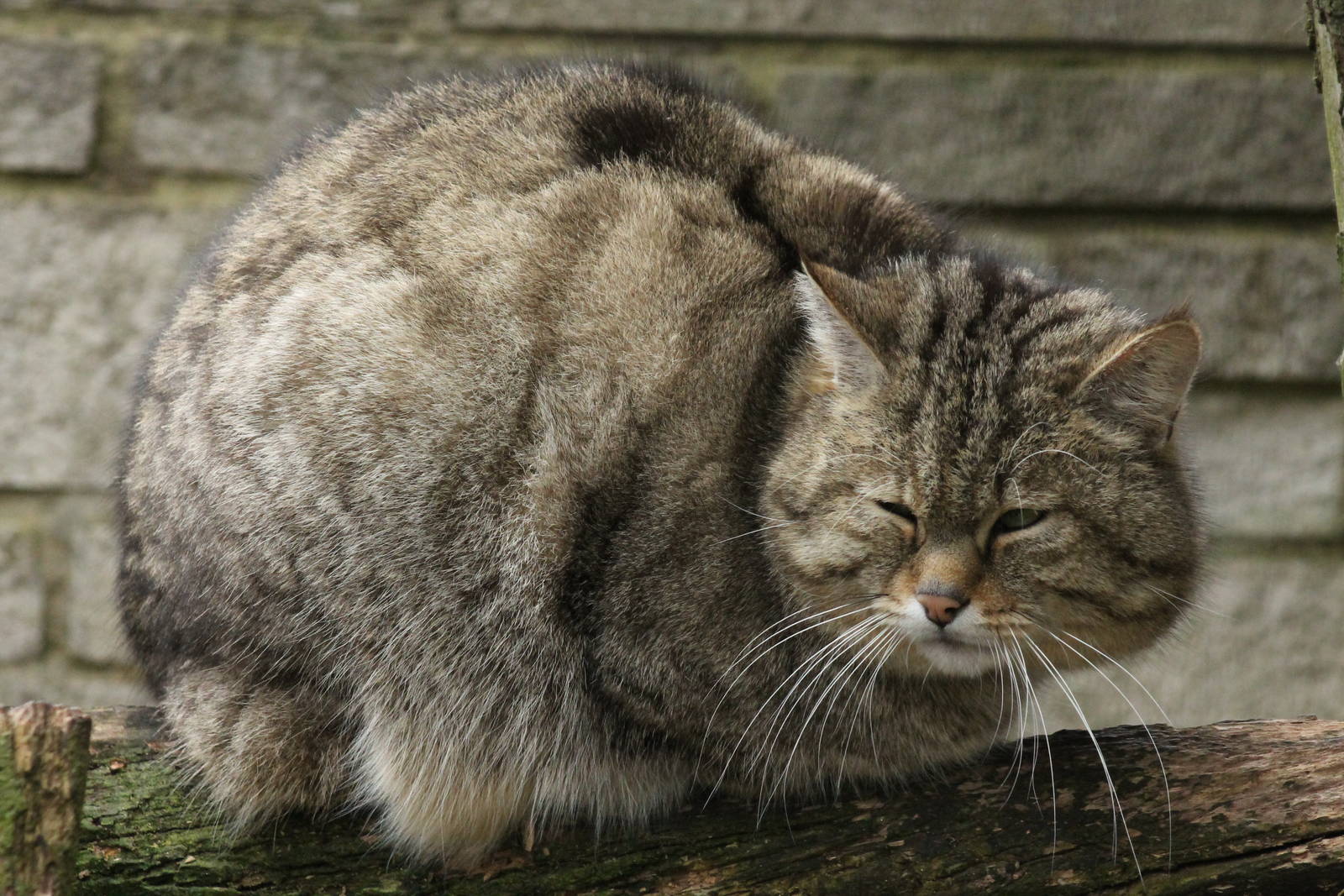 European Wildcat - 21st March 2015