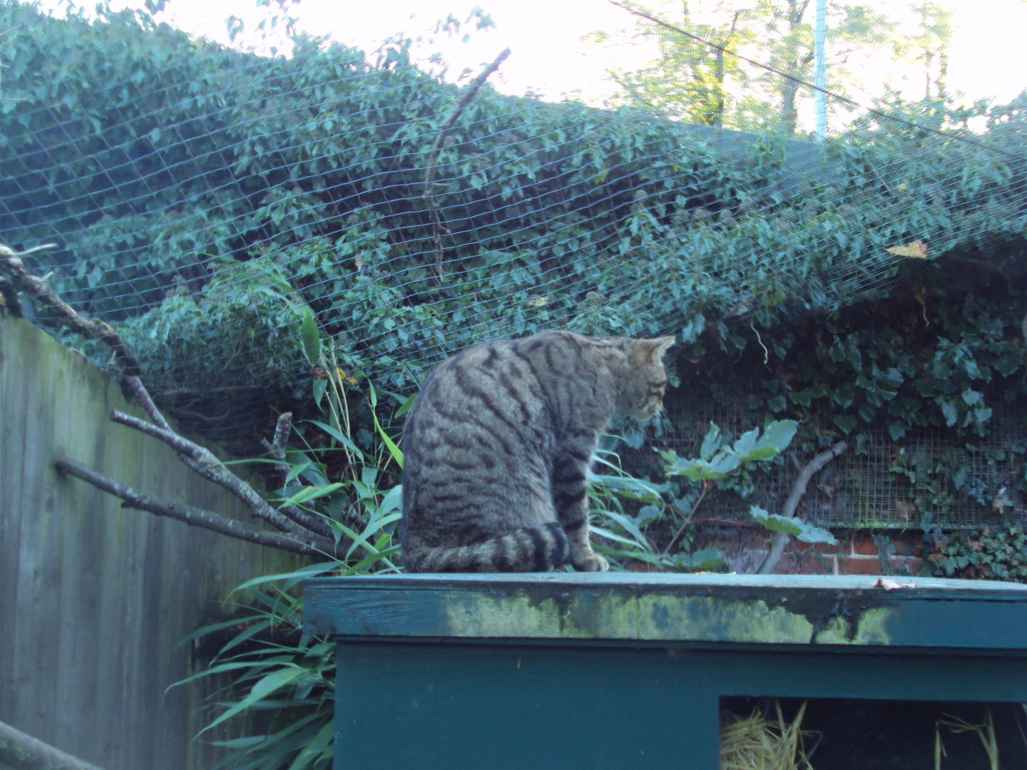 European Wildcat 27/10/2019