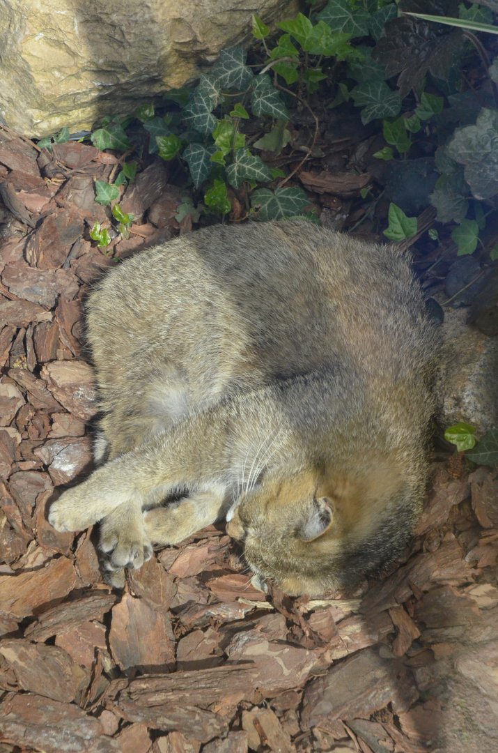 European Wildcat at Akcent Zoo Białystok, 08/05/19