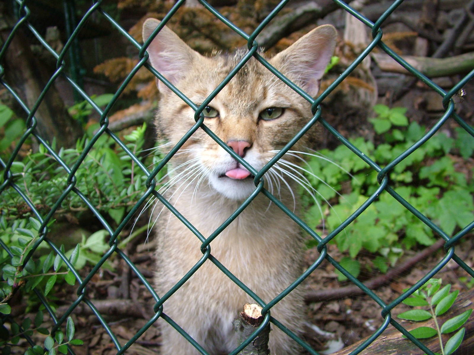 European Wildcat at Duisburg 15/05/09