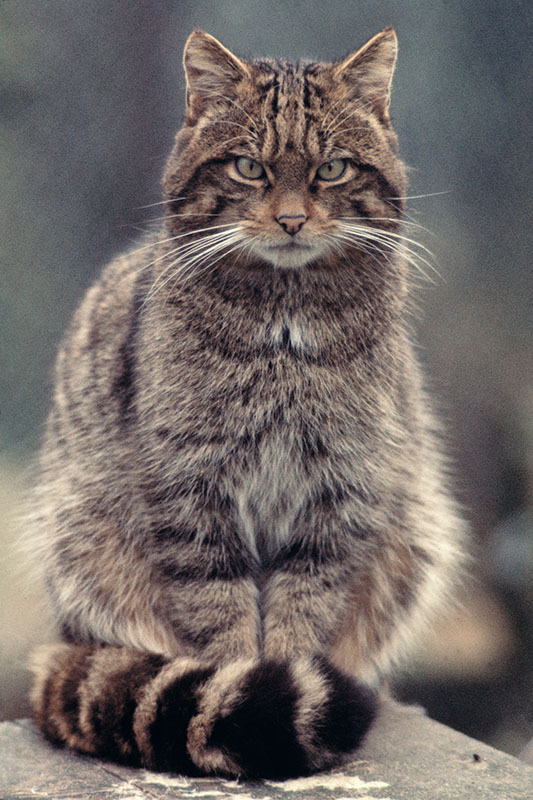 European wildcat at Mole Hall 1977