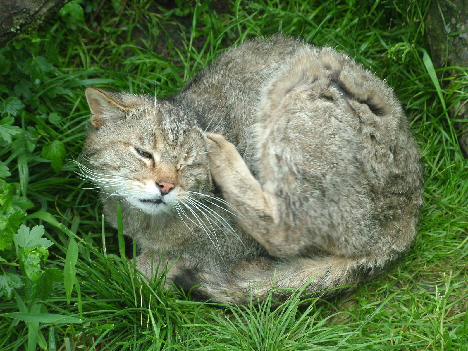 European Wildcat at Ohrada, 26/05/10