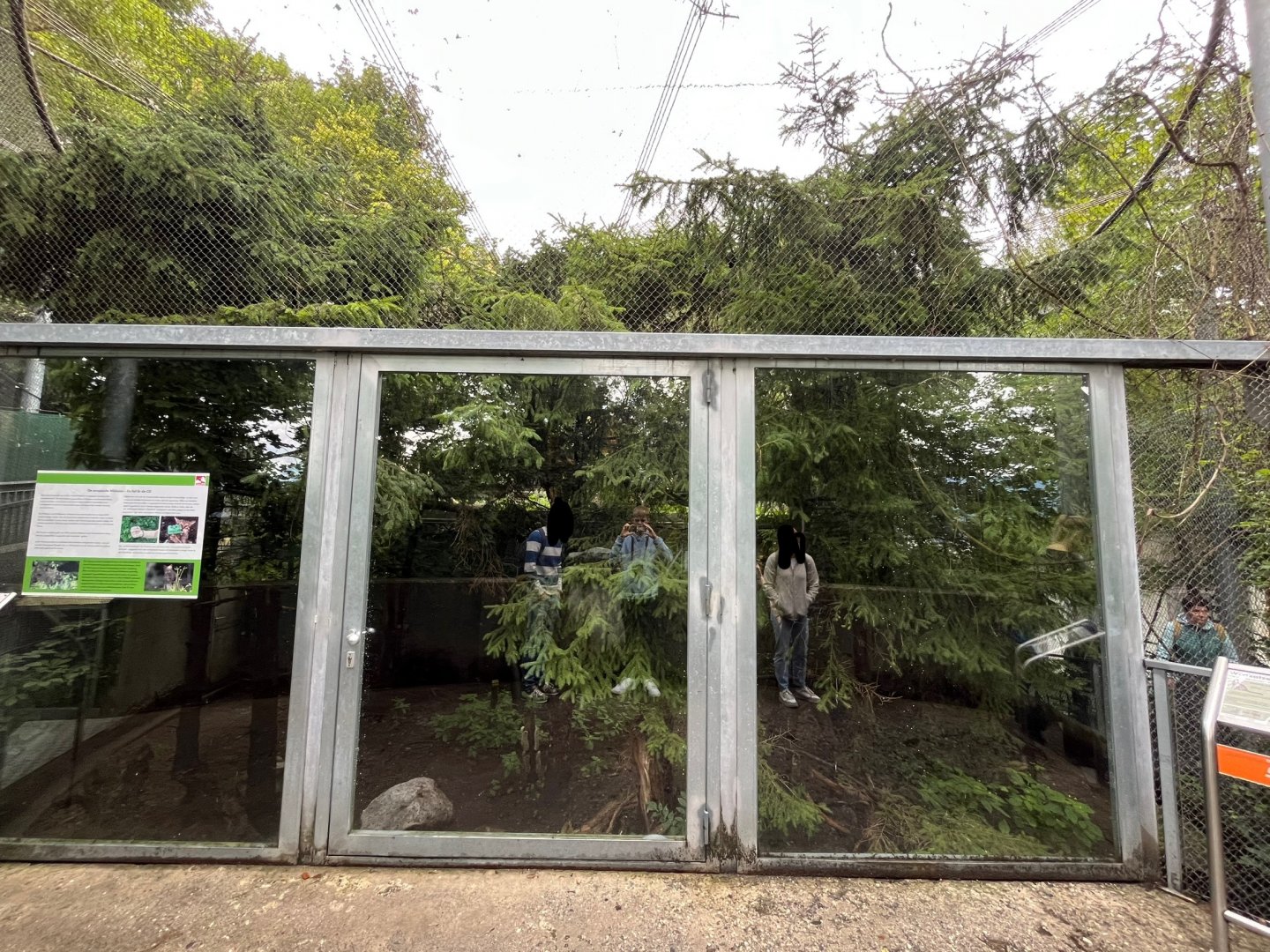 European wildcat enclosure 0.5 9.7.25