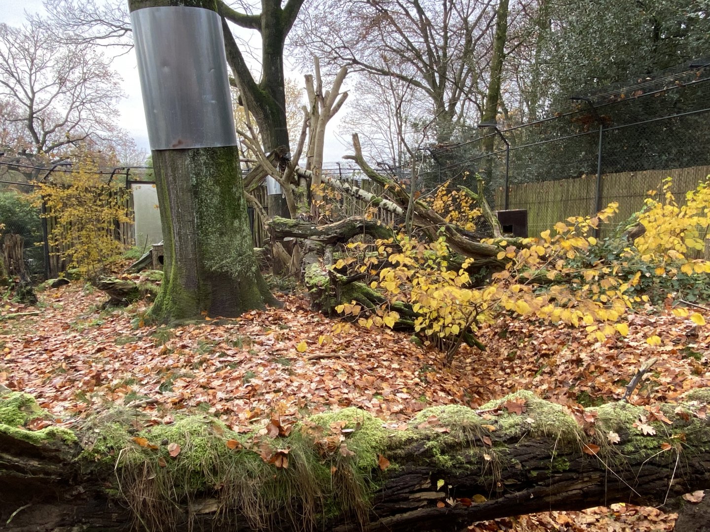 European wildcat enclosure 011219