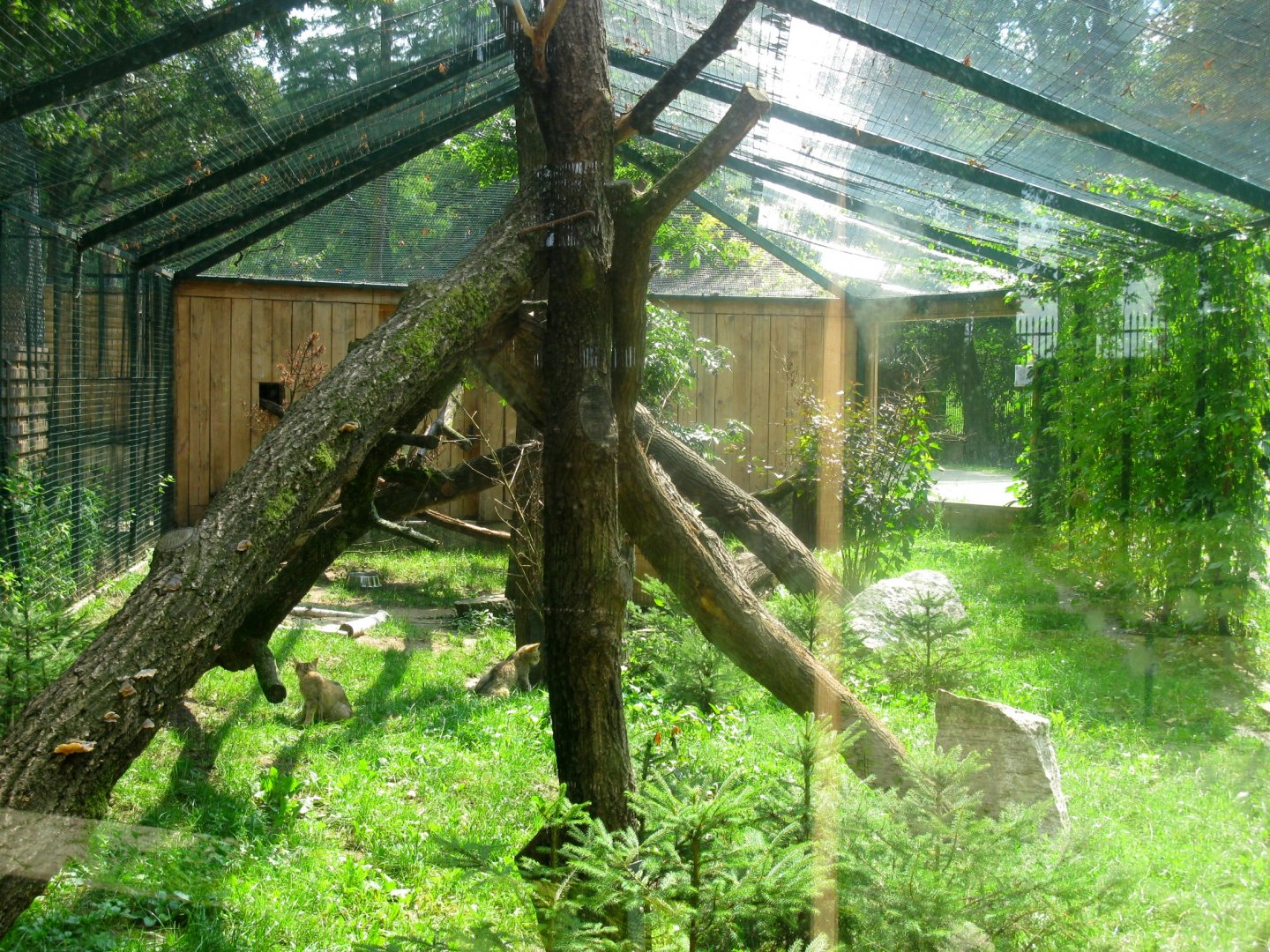 European Wildcat enclosure - 08.2013