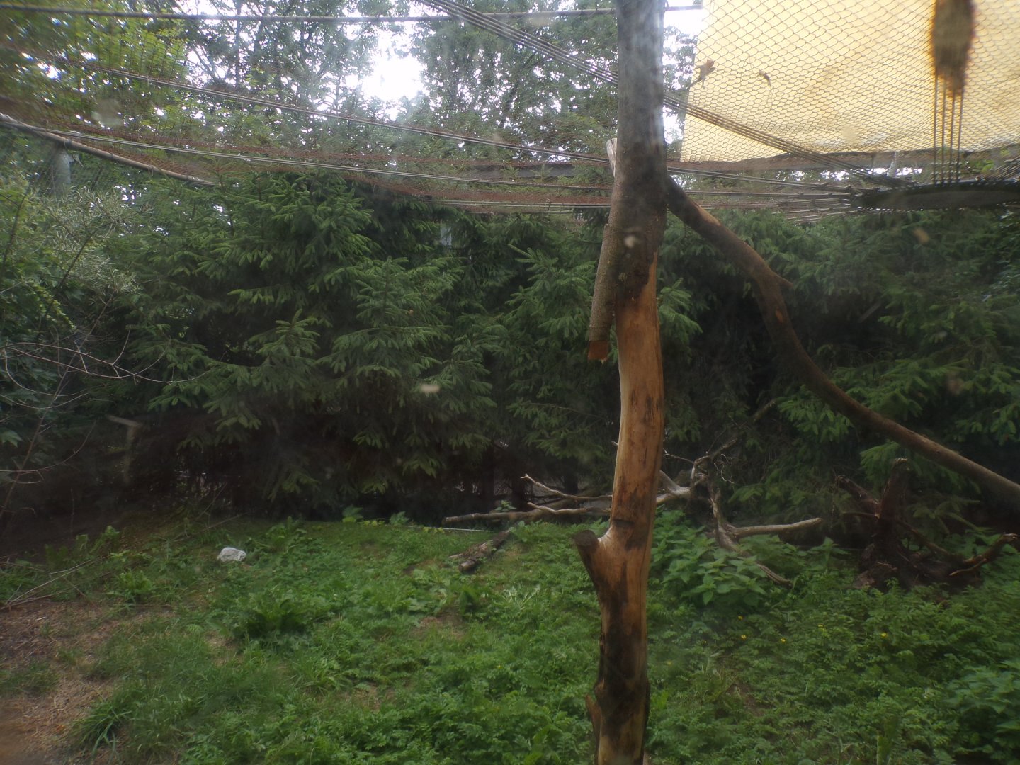 European wildcat enclosure 9.7.25