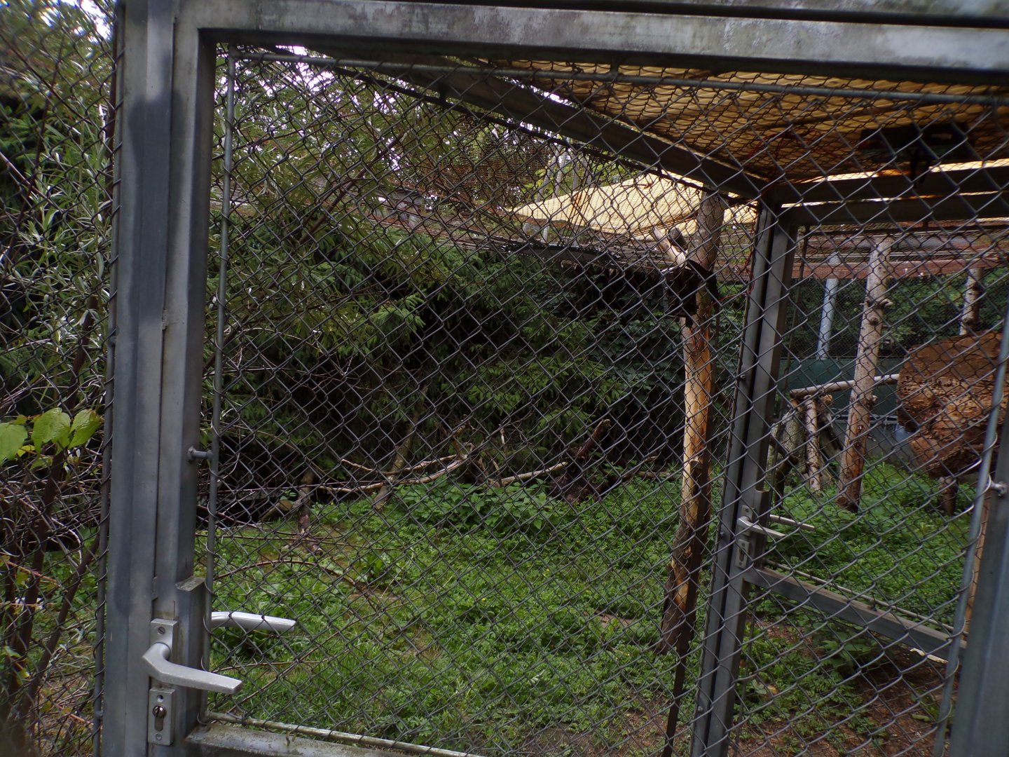 European wildcat enclosure 9.7.25