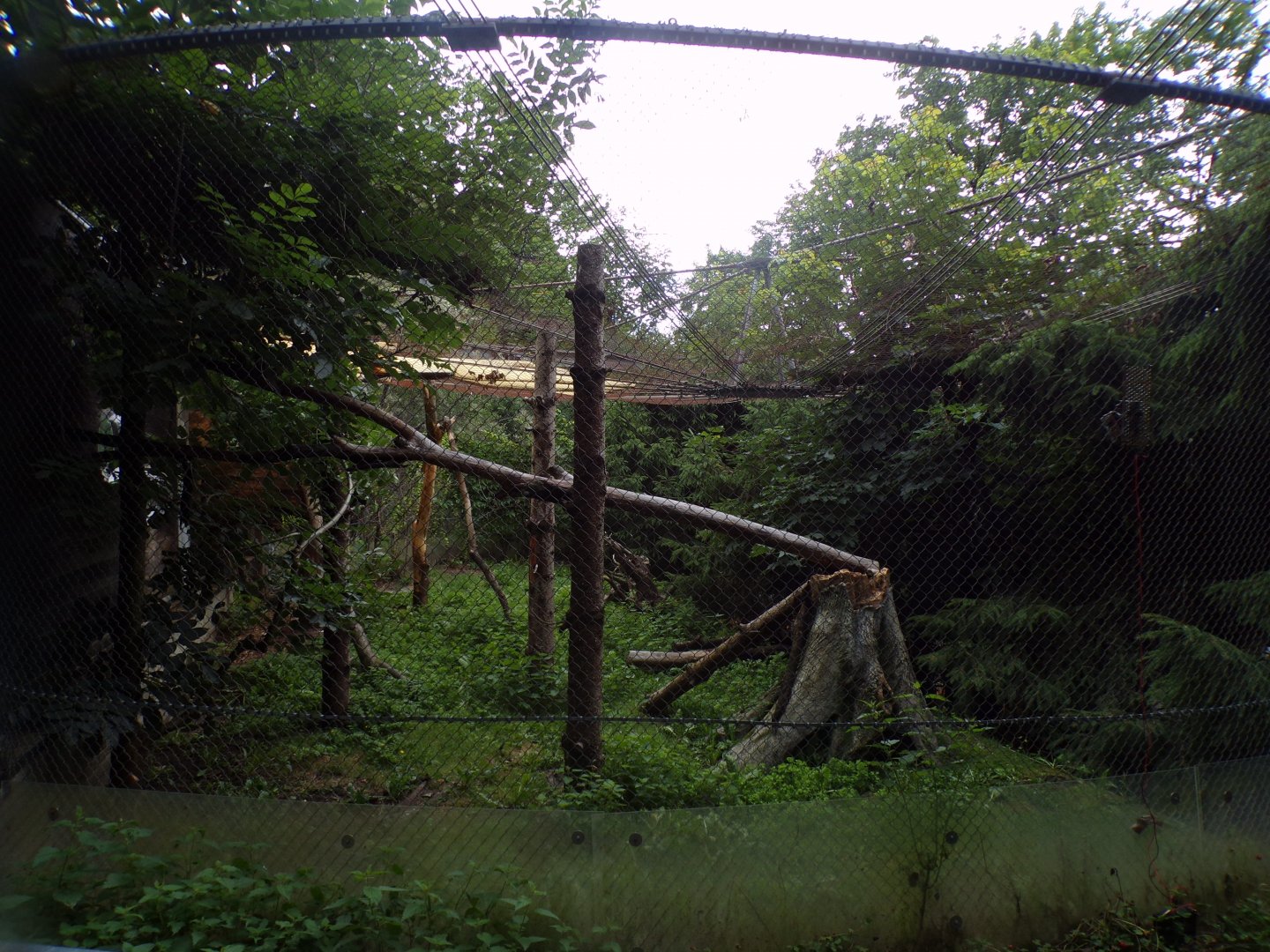 European wildcat enclosure 9.7.25