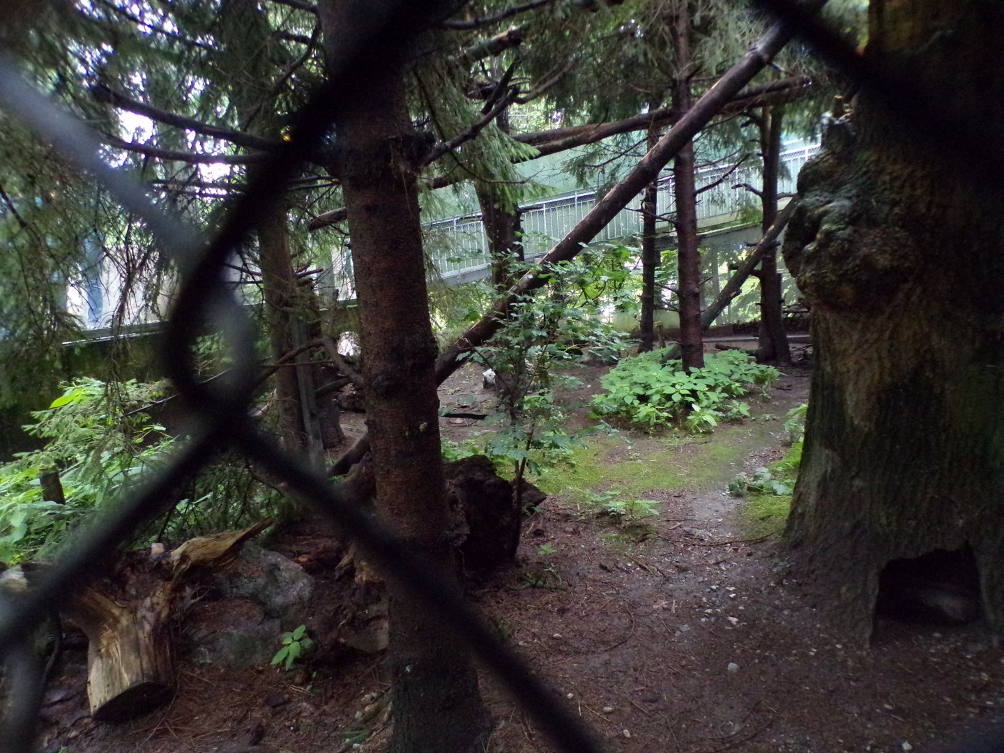 European wildcat enclosure 9.7.25