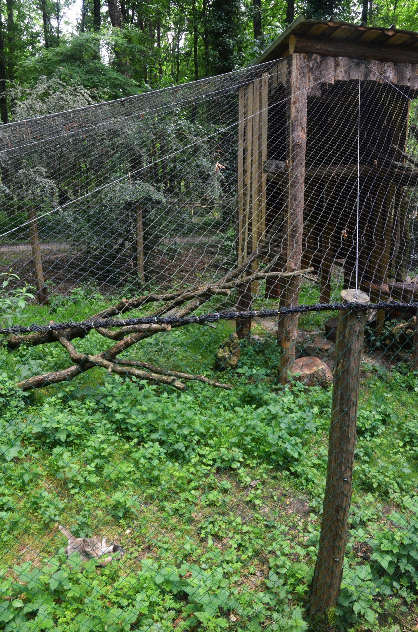 European Wildcat Enclosure at Pescheray, 13/06/18