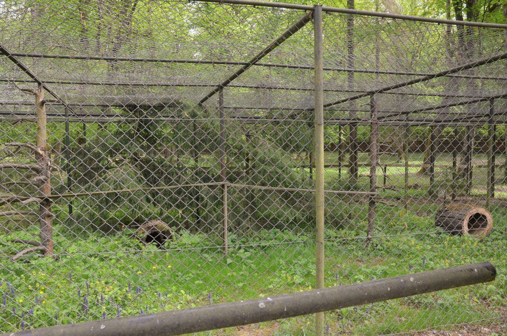European Wildcat Enclosure at Rezerwat Pokazowy Żubrów, Białowieża 07/05/19