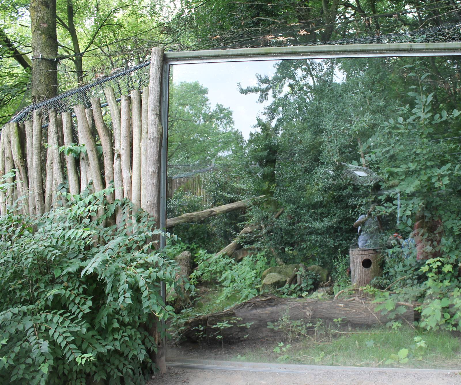 European wildcat enclosure